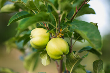 Green Apples on tree in garden Sunny day background, Green apples hanging from tree branch Natural view