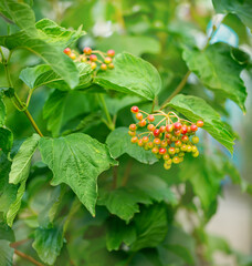 Unripe red viburnum berries in late summer. Wild guelder rose Viburnum opulus in forests green background