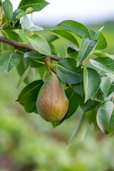 Two ripe pears hang from a tree branch surrounded by fresh green leaves, representing organic fruit harvest in summer orchard.