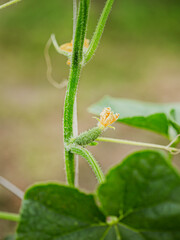 Cucumber forming at the base of a yellow flower on a vine, captured in macro detail with a soft green natural background.
