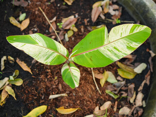 Vibrant Green Leaves with Unique Patterns Emerging from Soil Surrounded by Brown Decaying Leaves in a Garden Setting