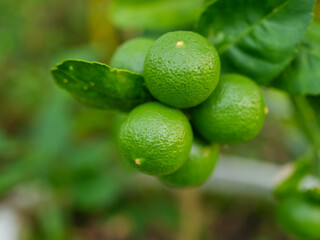 Fresh Green Limes Growing on the Tree Surrounded by Lush Green Leaves in a Natural Setting Perfect for Culinary and Nutrition Projects