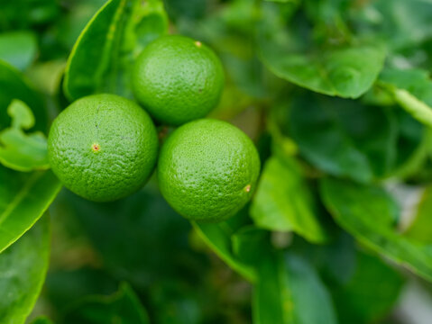 Fresh Green Limes Growing on a Lime Tree Surrounded by Lush Green Leaves in A Natural Garden Environment for Healthy Cooking and Refreshing Drinks