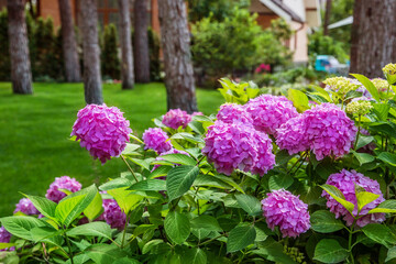 Beautiful blooming pink hydrangeas brightens green lawn landscaped backyard, evoking summer...