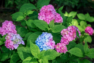 Beautiful cluster of blooming pink hydrangeas brightens green lawn of landscaped backyard, evoking summer tranquility and elegance.