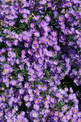 Beautiful purple aster flowers in full bloom in an autumn garden.