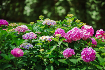 Beautiful blooming pink hydrangeas brightens green lawn landscaped backyard, evoking summer...