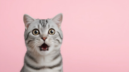 Shocked tabby cat with wide eyes and open mouth on pink background funny feline with curious expression animal portrait.