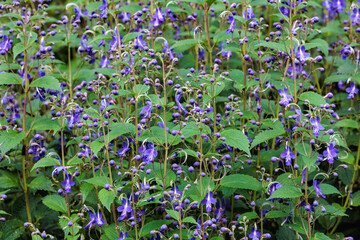 Beautiful blooming flowers of the blue mist spiraea in a summer garden.