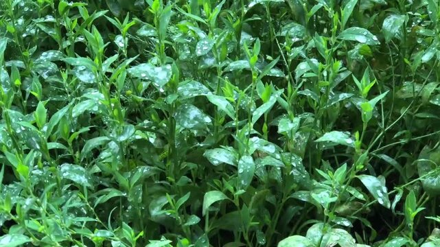 transparent raindrops on green grass leaves
