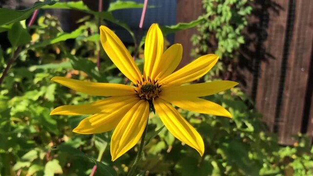 large yellow jerusalem artichoke flower sways
