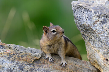 Western Chipmunk at Myra Canyon, near Kelowna, British Columbia, Canada.