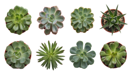 collection of various succulents from top view . Isolated on transparent background, png