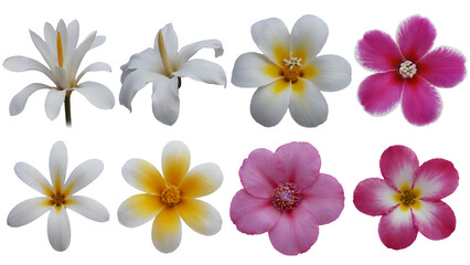 Obraz premium assortment of flowers in full bloom, showcasing vibrant colours . Isolated on transparent background, png