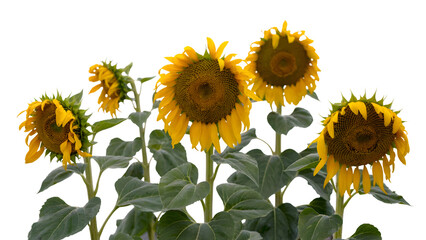 Fototapeta premium sunflowers in bloom. Isolated on transparent background, png