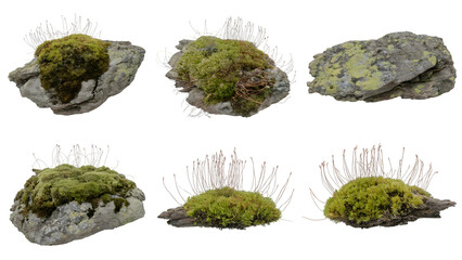 mossy stones . Isolated on transparent background, png