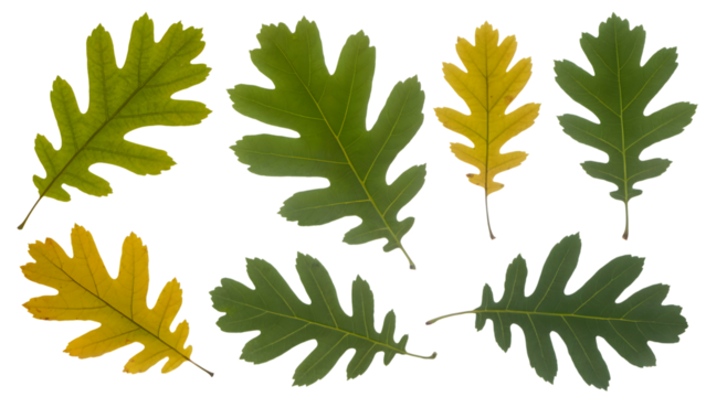 Various oak leaves with varying shades of green and yellow colors . Isolated on transparent background, png