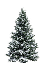 Snowy evergreen tree isolated on black background