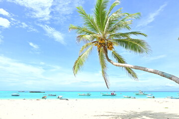 Coconut tree on the beach, Lakshadweep Island, beautiful small islands in Arabian sea. Beach