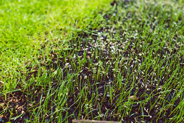 grass seeds and sparse lawn beside lush green lawn,  contrast and growth concept