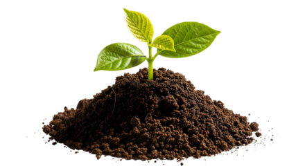 A vibrant young plant flourishing in a pile of rich, dark soil, symbolizing growth, renewal, and the beauty of nature, isolated on transparent background	
