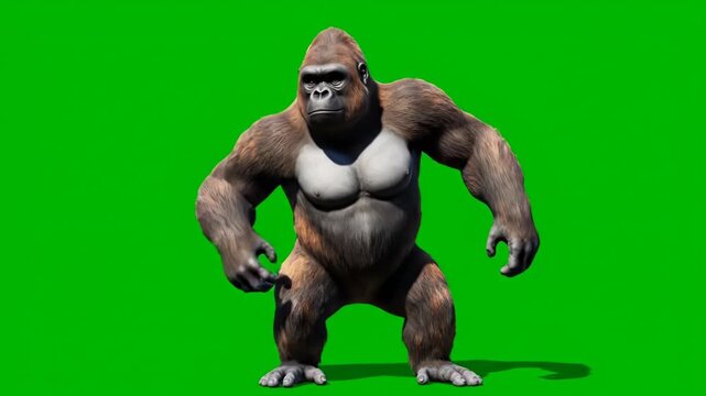 A powerful gorilla stands on a green screen background, ready for action or animation vector illustration
