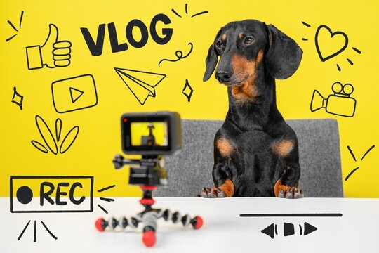 black and tan blogger dachshund sits at a white desk behind a camera on a tripod with a yellow background filled with vlog-themed doodles like play buttons, thumbs up, and recording icons