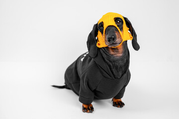 A black and tan dachshund sits on a white background dressed in a black hoodie and a yellow thief mask covering its head with ear holes, looking up with a curious expression