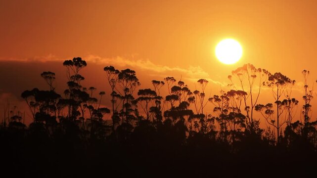 sunset silhouette shot of trees in swellendam south africa