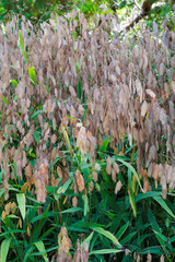 Seeds of chasmanthium latifolium that have begun to turn color in the autumn garden.