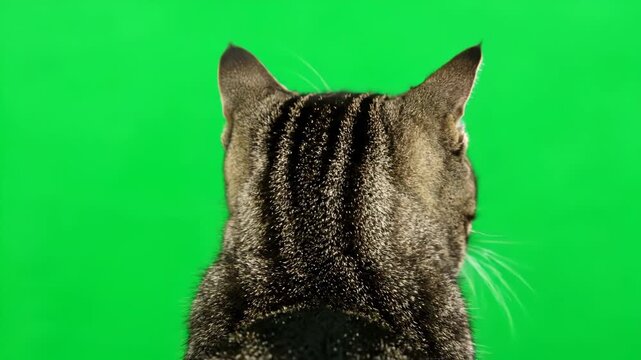 Back view of a tabby cats head and ears against a bright green background, with focus on its striped fur and whiskers vector illustration