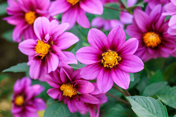 Obraz premium Close-up of vibrant pink dahlia flowers blooming in a garden.