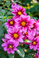 Close-up of vibrant pink dahlia flowers blooming in a garden.