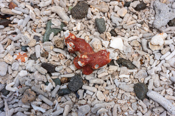 the texture of coral and pebbles stranded on the beach from a top-down perspective