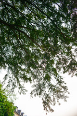 Overhanging Green Tree Branches with Bright Sky Background