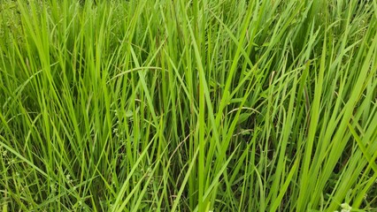 Close-up texture background of tall wild green grass in a field