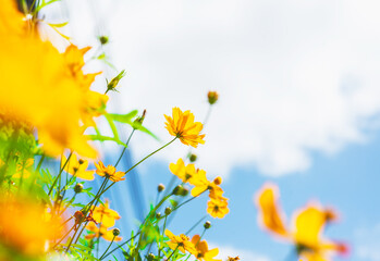 Yellow cosmos flower in beautiful park under the blue sky