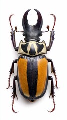 Large stag beetle with prominent mandibles and striped elytra against a white background