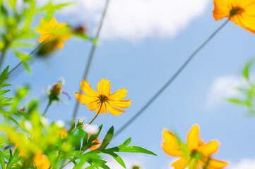 Yellow cosmos flower in beautiful park under the blue sky
