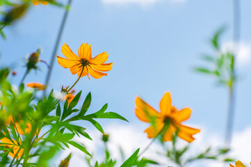 Yellow cosmos flower in beautiful park under the blue sky