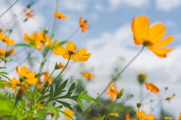 Yellow cosmos flower in beautiful park under the blue sky