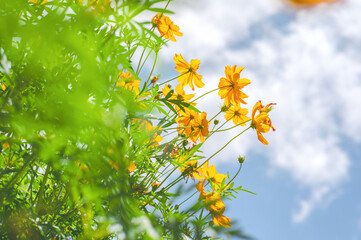 Yellow cosmos flower in beautiful park under the blue sky