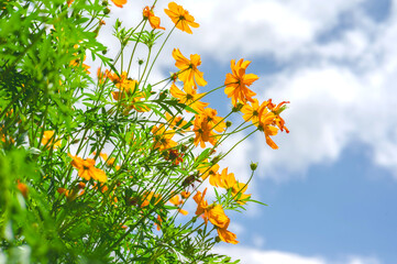 Yellow cosmos flower in beautiful park under the blue sky
