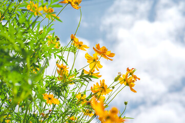 Yellow cosmos flower in beautiful park under the blue sky