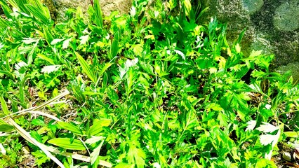green grass background