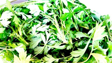 green grass background