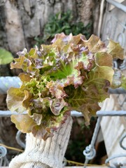 Fresh Red Oakleaf Lettuce Growing in Garden