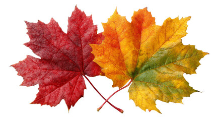 Fototapeta premium Vibrant autumn maple leaves in shades of red, orange, yellow, and green display seasonal color changes on a white background.