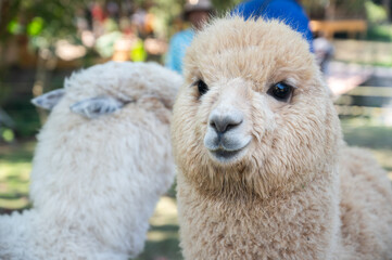 Obraz premium A white hair Alpaca living as pet in Thailand. Cute faces, fluffy bodies, and calm attitudes are among the reasons alpacas have gained popularity as fun and unique pets.