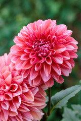Fototapeta premium Close-up of beautiful blooming orange dahlia flower in summer garden.